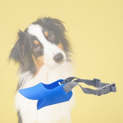 Chien avec muselière bleu