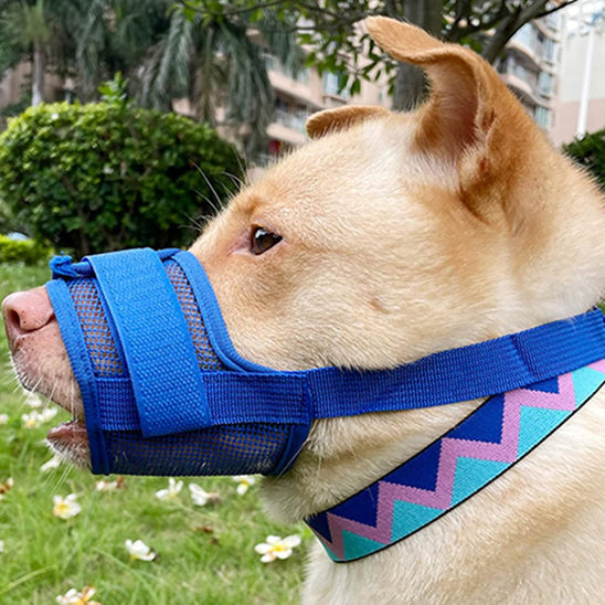 Chien avec une muselière bleu dans un jardin