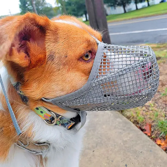 Chien avec muselière grise dans la rue