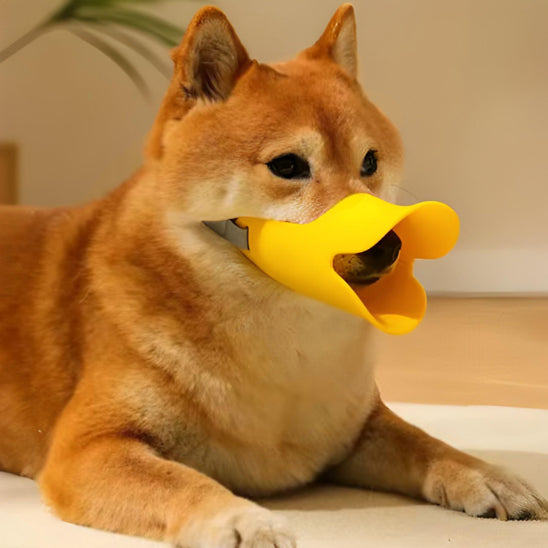 Chien avec une muselière jaune assis au salon