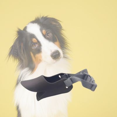 Chien avec muselière noir