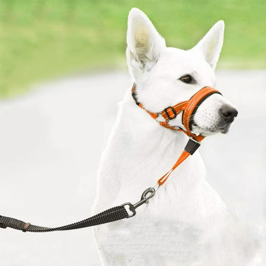 Chien blanc avec une muselière orange