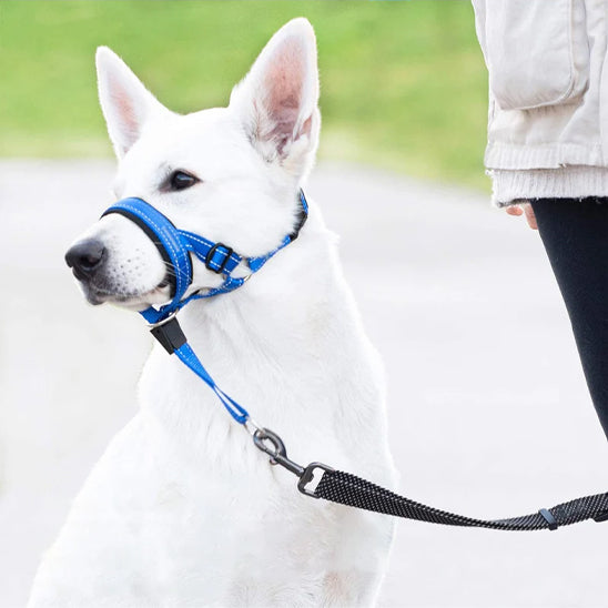 Chien blanc avec une muselière bleu tenu par une laisse par son maître