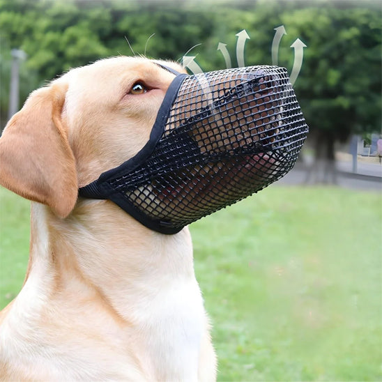 Chien avec muselière noir