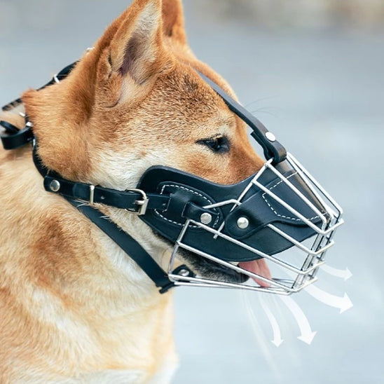 Chien avec une muselière noir