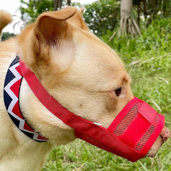 Chien avec une muselière ROUGE dans un parc