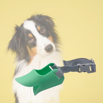 Chien avec muselière vert