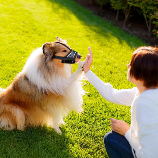 Chien avec muselière avec son maître dans un jardins