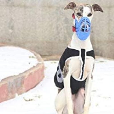 Chien avec muselière bleu dans la neige