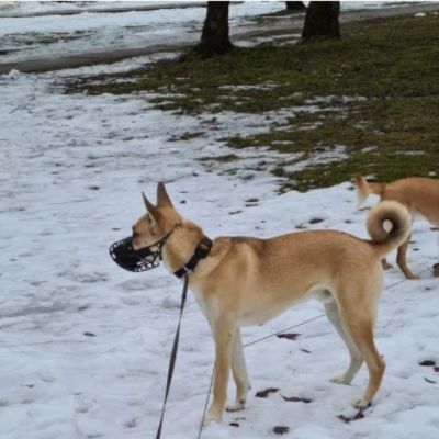 Chien avec muselière noir dans un parc sous la neige