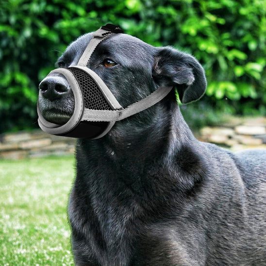 Chien noir avec muselière noir dans un jardins