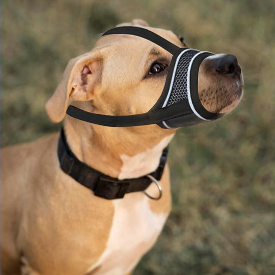 Chien avec muselière noir
