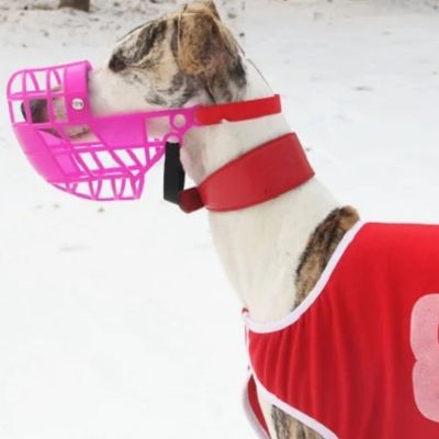 Chien avec muselière rose dans la neige