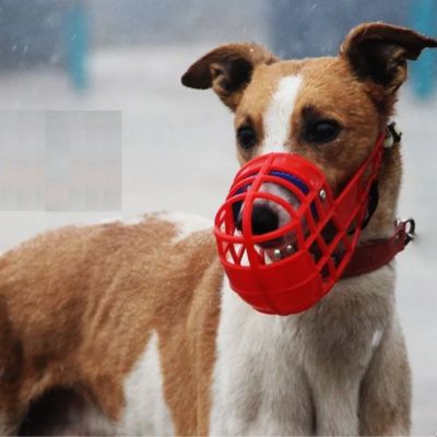 Chien avec muselière rouge