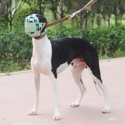 Chien avec muselière verte retenu par une laisse dans un parc