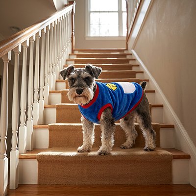 Pull pour Chien dans les escaliers