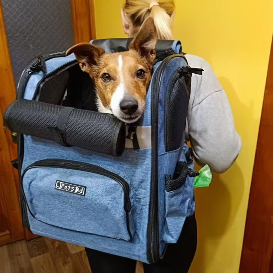 Magnifique chien dans un sac de transport