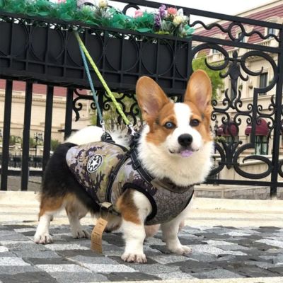 DoggyCoat™ | Veste avec harnais pour chien