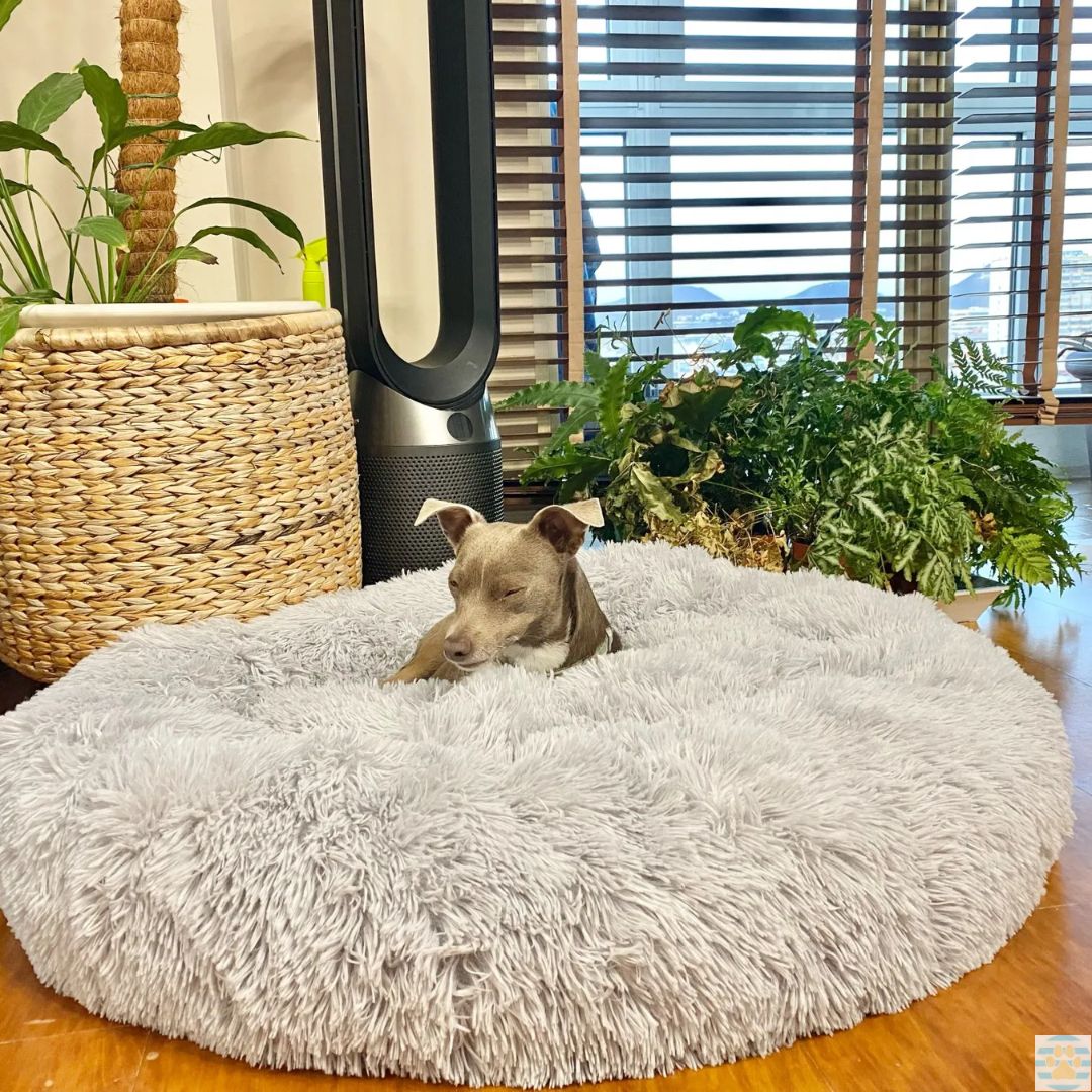 Chien dans un lit pour chien Gris