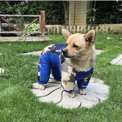 Chien manteau - DogHiver™