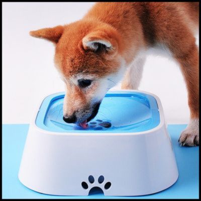 Chien qui boit dans un bol pour chien bleu