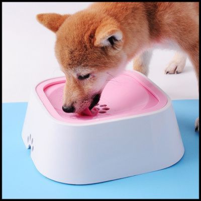 Chien qui boit dans un bol pour chien rose