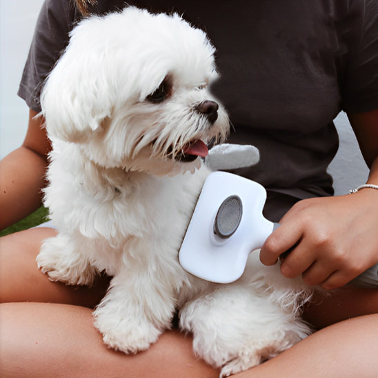 brosse-pour-chien-carre-gris