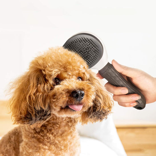 brosse-pour-chien-gris