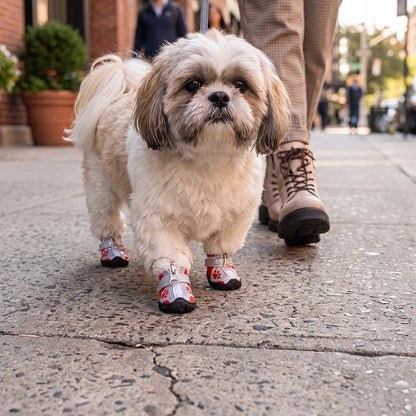 Chaussure Chien rouge en promenade