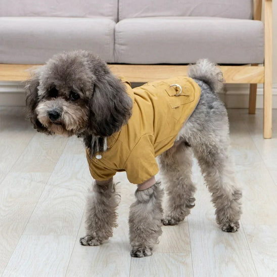 Chien avec manteau jaune dans le salon