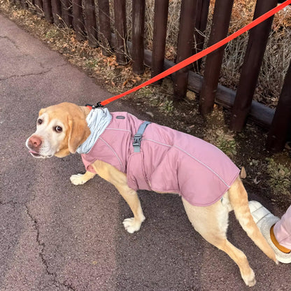 Chien avec manteau rose dans la rue
