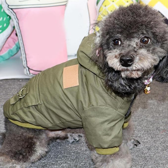 Chien avec manteau vert 