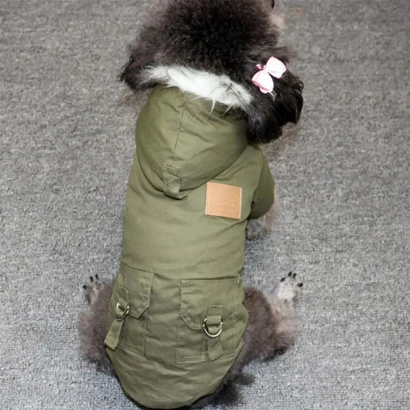 Chien avec manteau vert assis