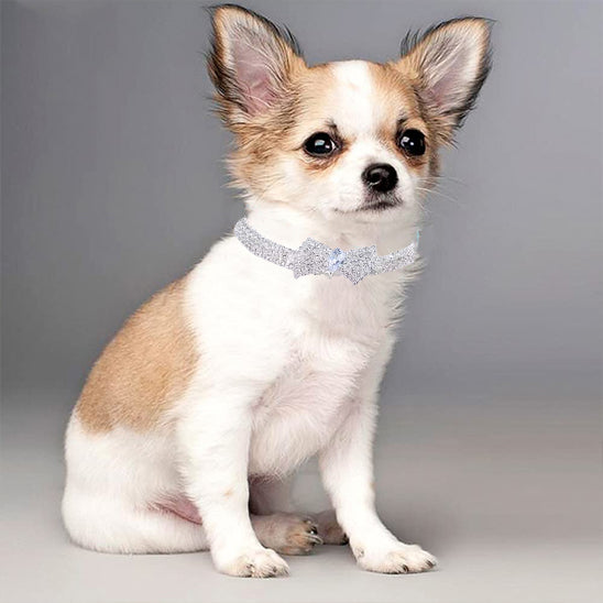 Chien qui est assi vêtu de son collier de couleur argent 