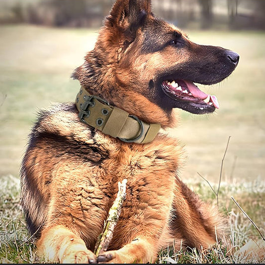 collier-chien-assis