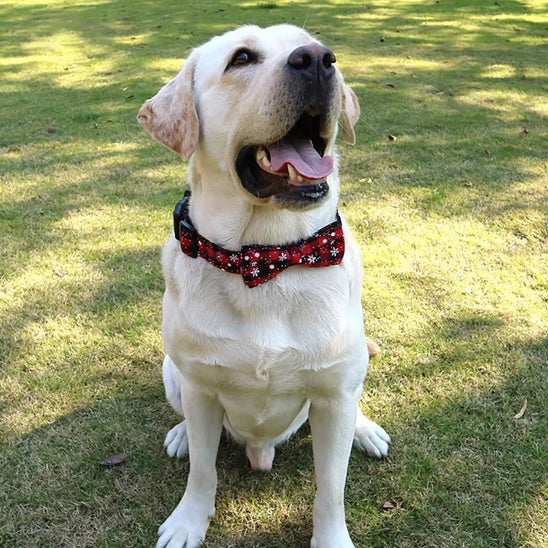 collier chien au parc rouge