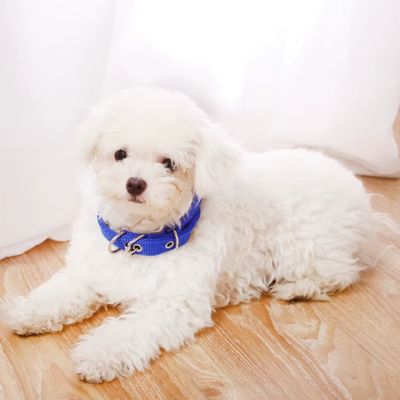 collier-chien-bleu