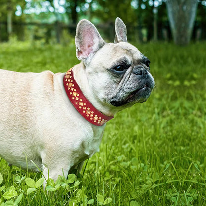 collier chien dans le jardins bouledogue français
