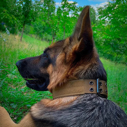 collier-chien-dans-le-jardins
