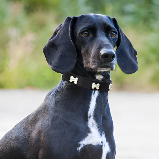 Chien vêtu d'un collier noir avec des motifs en forme d'os