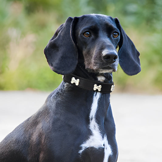 Chien vêtu d'un collier noir avec des motifs en forme d'os