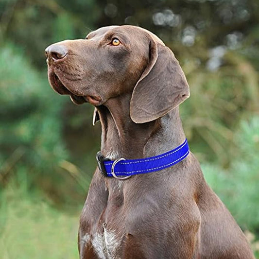 collier chien labrador retriever brun