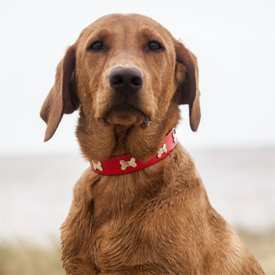 Labrador assis fièrement avec un collier rouge