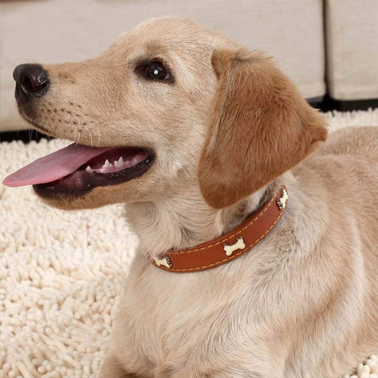 Chien allongé sur un tapis de salon avec son collier brun