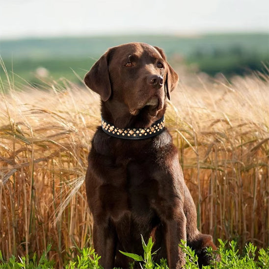 collier chien noir dans le champs
