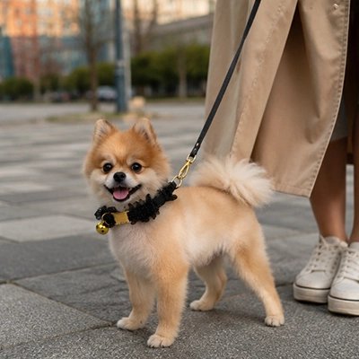 Collier Chien noir dans la rue