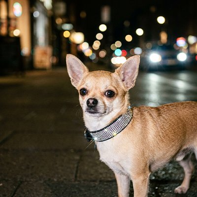 Collier Chien noir la nuit en ville