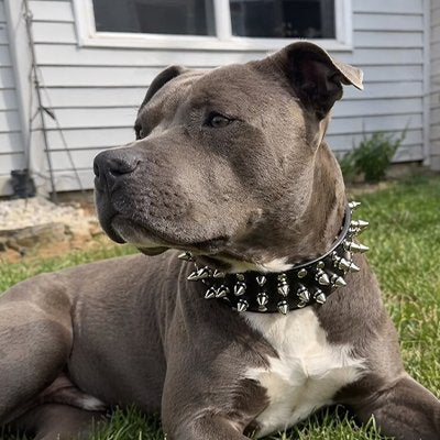 Collier Chien noir