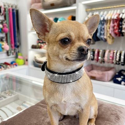 Collier Chien noir