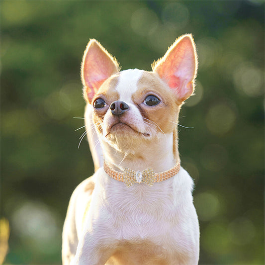 Chien élégant avec son collier à papillon de couleur Or